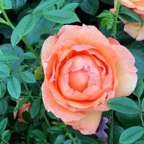 Lady Marmalade Floribunda Rose (Rosa Lady Marmalade) 1